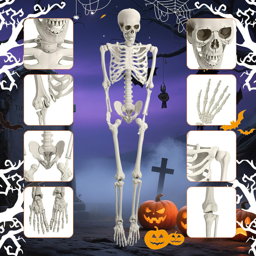 5.4FT Posable Life Size Skeleton U336