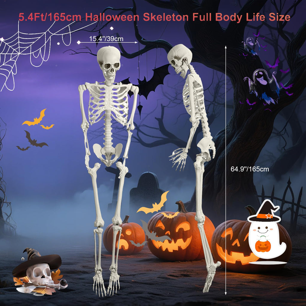 5.4FT Posable Life Size Skeleton U336