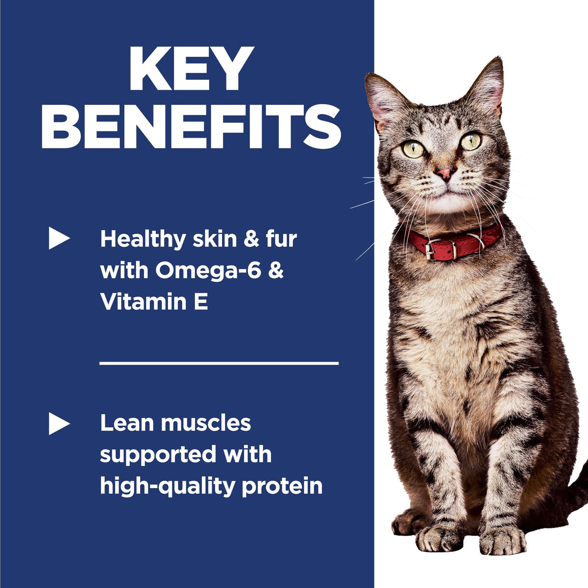 Dry Cat Food G48875